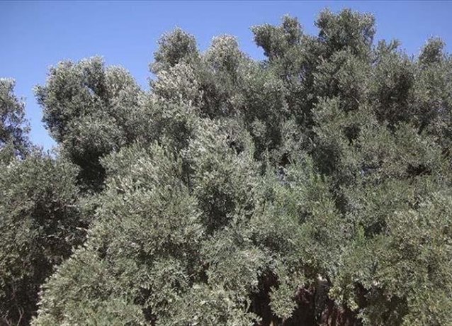 Израильские поселенцы сожгли 400 оливковых деревьев на Западном берегу
