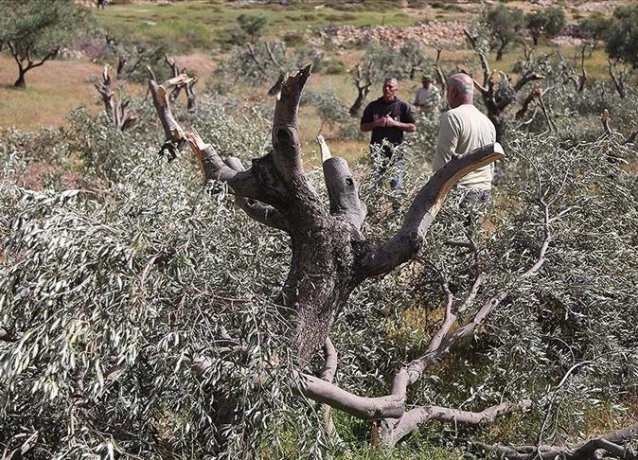 Израиль разрушил заповедник, уничтожив 10 тысяч деревьев