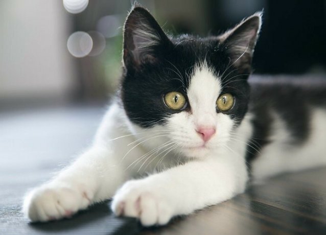 У кота - жизнь не та: в Дубае открыли роскошный отель для кошек