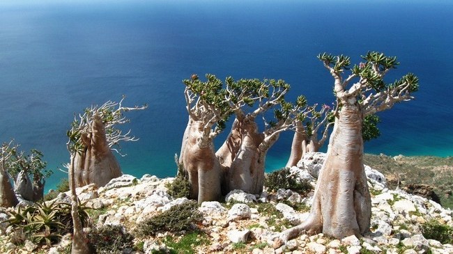 Бутылочные деревья, произрастающие на острове Сокотра.