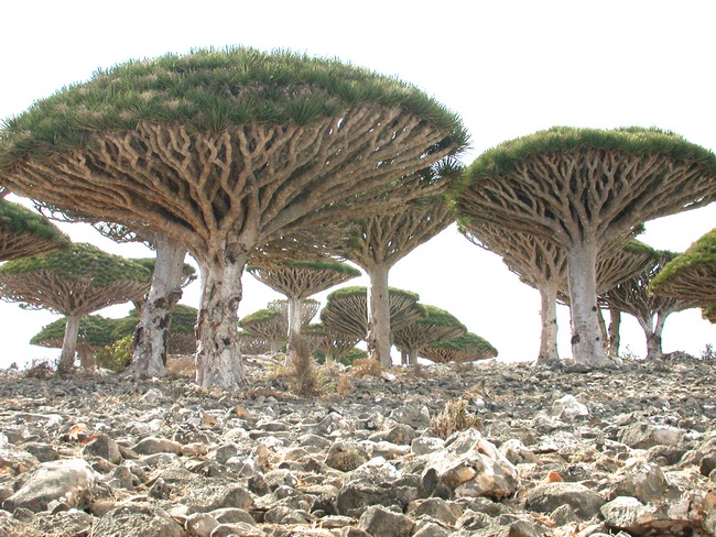 Драконово дерево - одна из визитных карточек острова Сокотра.