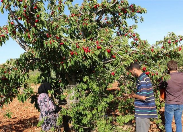 Сирия: В Идлибе начался сезон вишни