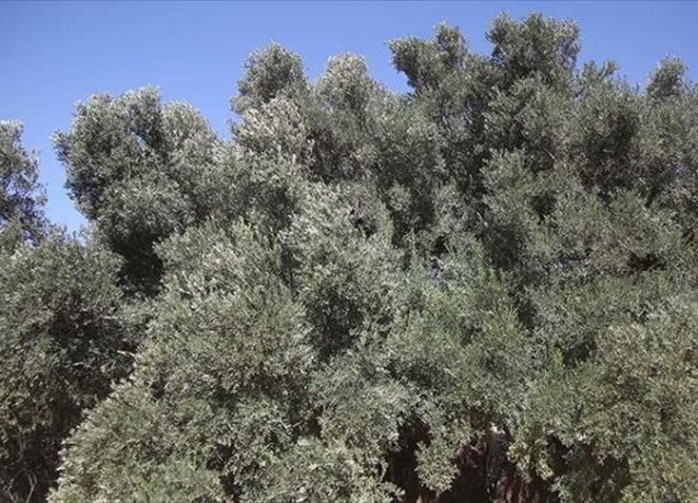 Израильские поселенцы вырубили десятки оливковых деревьев на Западном берегу