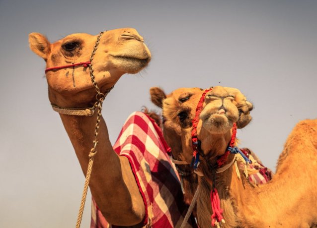 Кус-кус, верблюжьи бега, плетение Аль-Саду — в Списке нематериального культурного наследия ЮНЕСКО