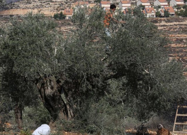 Красный Крест призывает Израиль обеспечить палестинцам безопасный урожай оливок