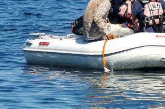 Одиннадцать человек погибли после того, как лодка с беженцами затонула у берегов Туниса