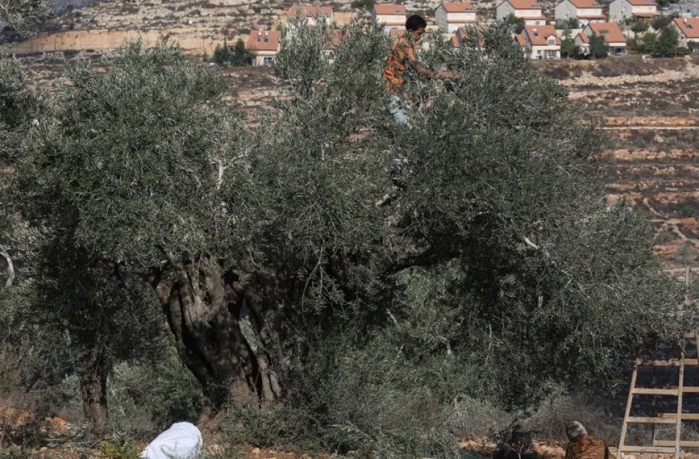 Красный Крест призывает Израиль обеспечить палестинцам безопасный урожай оливок